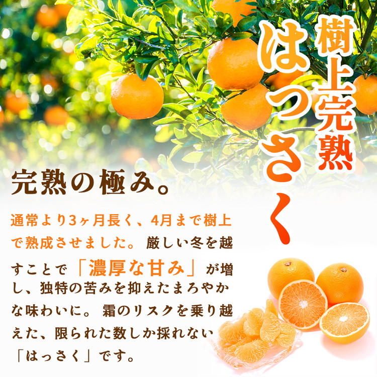＜4月より発送＞家庭用 樹上完熟はっさく5kg+250g（傷み補償分）【有田の春みかん・五月八朔・さつきはっさく・木生りはっさく・きなりはっさく】【光センサー選別】訳あり・わけあり