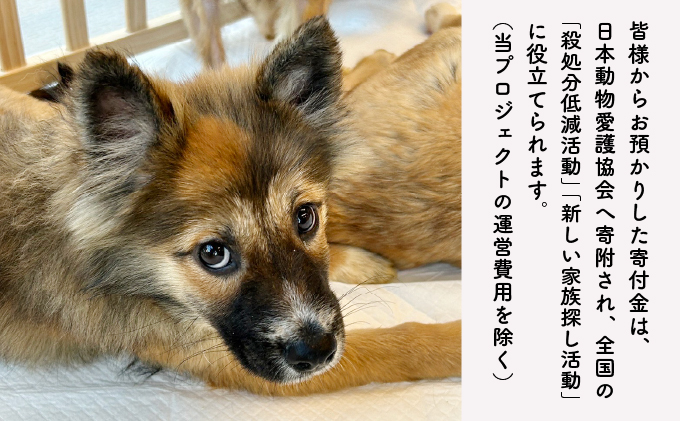 日本動物愛護協会殺処分低減活動への寄附【犬猫殺処分ゼロ】（返礼品なし）【MRI-AiD】【寄付額：1万円】