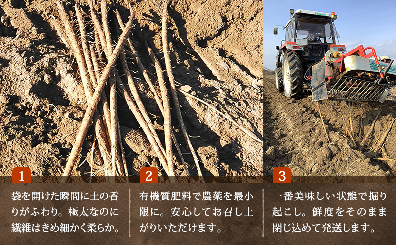 十勝 幕別町産 ごぼう5kg (ML混合) 渡邉農場 [2026年11月出荷開始]【 野菜 根菜 ごぼう ゴボウ 牛蒡 北海道 十勝 幕別 】