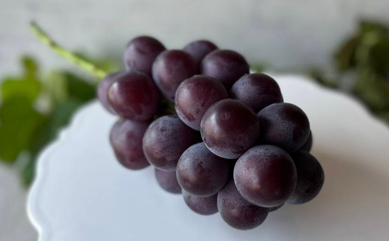 ぶどう 藤稔 2房 合計1.0kg以上 産地直送 朝採れ ぶどう 葡萄 岡山 Kawahara green Farm 岡山県産 2026年