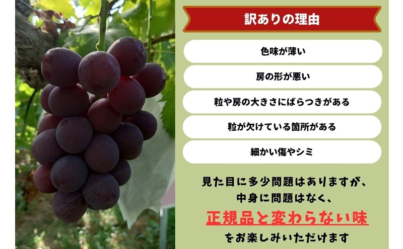 訳あり 藤稔 2房 合計1.0kg以上 産地直送 朝採れ ぶどう 葡萄 岡山 Kawahara green Farm 2026年 先行予約