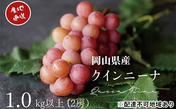 厳選 クイーンニーナ 2房 合計1.0kg以上 産地直送 朝採れ ぶどう 葡萄 Kawahara green Farm 岡山県産 2026年 果物 フルーツ 岡山のブドウ デザート 食べ物 国産 日本産