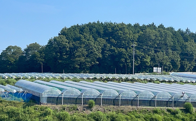 厳選 クイーンニーナ 2房 合計1.0kg以上 産地直送 朝採れ ぶどう 葡萄 Kawahara green Farm 岡山県産 2026年 果物 フルーツ 岡山のブドウ デザート 食べ物 国産 日本産