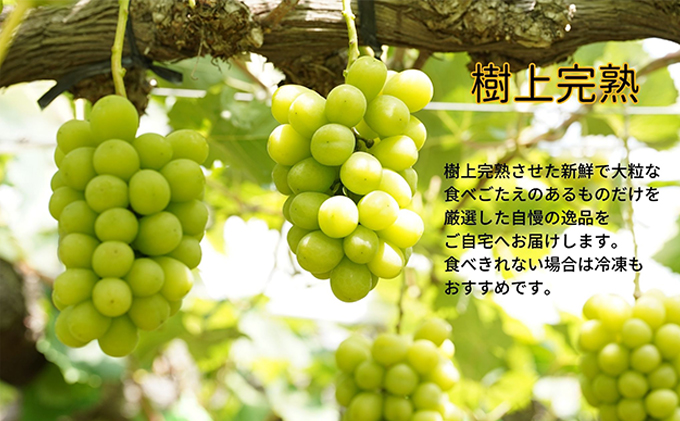 厳選 シャインマスカット・瀬戸ジャイアンツ 2房 合計1.1kg以上 詰合せ 産地直送 朝採れ ぶどう 葡萄 Kawahara green Farm 岡山県産 2026年 果物 フルーツ 岡山のブドウ デザート 食べ物 国産 日本産