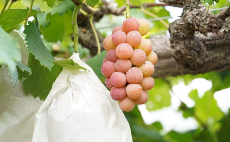 ぶどう 悟紅玉 旧ゴルビー 2房 合計1.0kg以上 産地直送 朝採れ ぶどう 葡萄 岡山 Kawahara green Farm 岡山県産 2026年