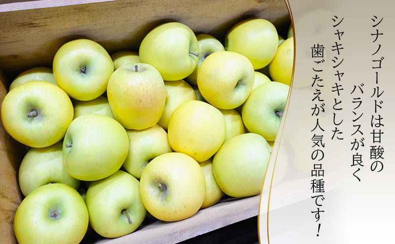 りんご【4月クール便発送】糖度13度以上 訳あり品 家庭用 CA貯蔵 シナノゴールド約10kg【青森りんご 果物 フルーツ デザート 食後 青森県産 産地直送 贈り物】
