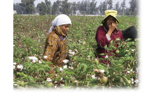 明治6年創業　ワタセ工場直売　コットンの王様エジプト綿入り敷ふとん（ピンク）【CW57W】