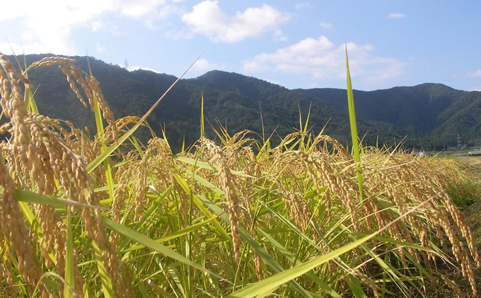 若狭町産の玄米・米を使用の米のポン菓子セット（栽培期間農薬不使用） お菓子 詰合せ 和菓子 スイーツ 