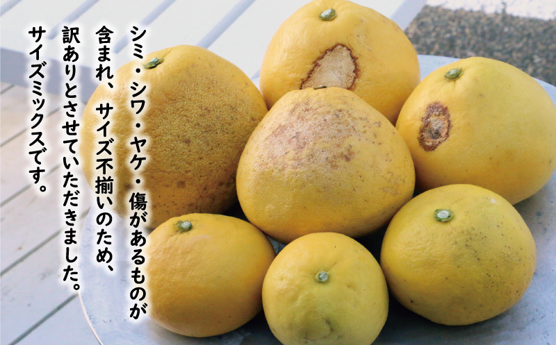 訳あり 文旦 7kg 8000円 ぶんたん みかん mikan 蜜柑 ミカン わけあり 家庭用 産地直送 国産 農家直送 糖度 期間限定 数量限定 特産品 ゼリー ジュース アイス 人気 限定 甘い 果実 果肉 フルーツ 果物 柑橘 ビタミン 健康 美味しい おいしい ジューシー 小玉 含む サイズ ミックス 規格外 傷み補償 500g ミッチーのおみかん畑 愛南町 愛媛県