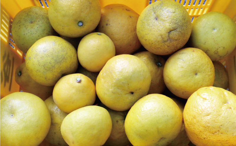 訳あり 文旦 7kg 8000円 ぶんたん みかん mikan 蜜柑 ミカン わけあり 家庭用 産地直送 国産 農家直送 糖度 期間限定 数量限定 特産品 ゼリー ジュース アイス 人気 限定 甘い 果実 果肉 フルーツ 果物 柑橘 ビタミン 健康 美味しい おいしい ジューシー 小玉 含む サイズ ミックス 規格外 傷み補償 500g ミッチーのおみかん畑 愛南町 愛媛県