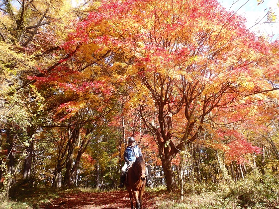 長野県小諸市のふるさと納税 まきば軽井沢　まったり100分乗馬体験　1名様 長野 信州 小諸 大自然 体験チケット