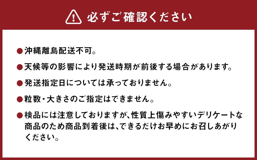 紅ほっぺ 1箱 2パック（合計540g以上） ※2026年1月下旬～4月下旬頃に順次発送予定 | いちご 苺 フルーツ 果物 くだもの 果実 完熟 冷蔵 守谷市産 茨城県 守谷市