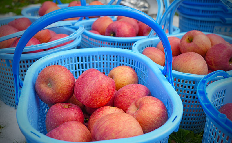りんご 【1月・2月発送】 糖度13度以上 おもてなし用 家庭用 サンふじ 約 5kg 【 青森りんご  果物 フルーツ デザート 食後 青森県産 産地直送 贈り物  】