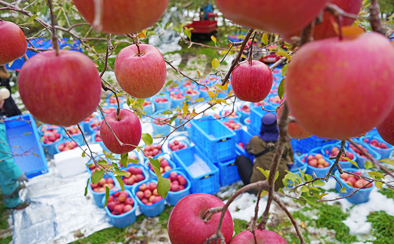 りんご 【1月・2月発送】 糖度13度以上 おもてなし用 家庭用 サンふじ 約 5kg 【 青森りんご  果物 フルーツ デザート 食後 青森県産 産地直送 贈り物  】