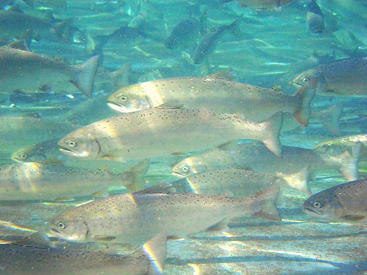 びわます棒寿し【630g】【DH01W】