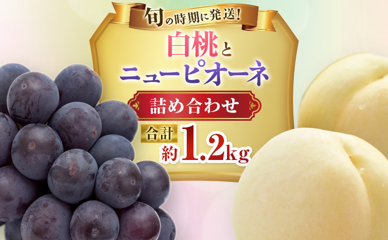 2026年 早期受付 ぶどう 晴れの国 ピオーネ 2kg（4～5房）化粧箱入り