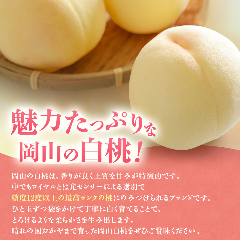 【2026年先行受付】 白桃 ニューピオーネ 約1.2kg セット 桃 2玉 ぶどう 1房 岡山県産  御中元 ギフト 御礼 プレゼント 御礼 御祝 御供 果物 くだもの フルーツ もも モモ 葡萄 ブドウ