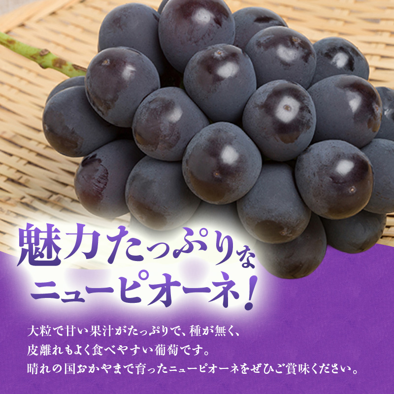【2026年先行受付】 白桃 ニューピオーネ 約1.2kg セット 桃 2玉 ぶどう 1房 岡山県産  御中元 ギフト 御礼 プレゼント 御礼 御祝 御供 果物 くだもの フルーツ もも モモ 葡萄 ブドウ