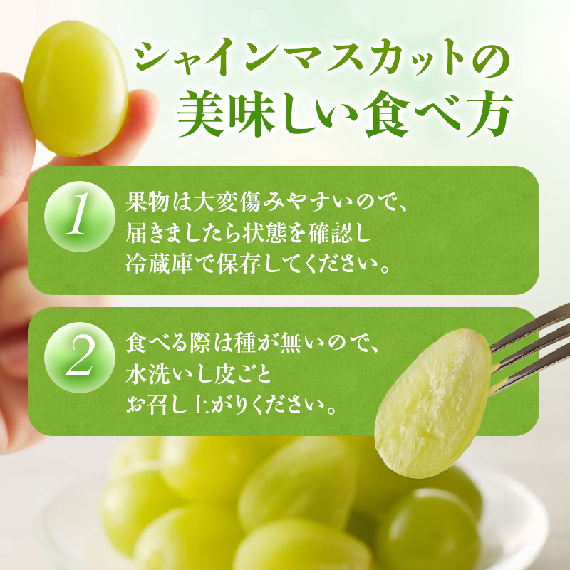 【2026年先行受付】 シャインマスカット 晴王 秀品 特大 約2kg 2房 岡山県産 ぶどう 葡萄 ブドウ ギフト 御礼 プレゼント 御礼 御祝 御供 果物 くだもの フルーツ