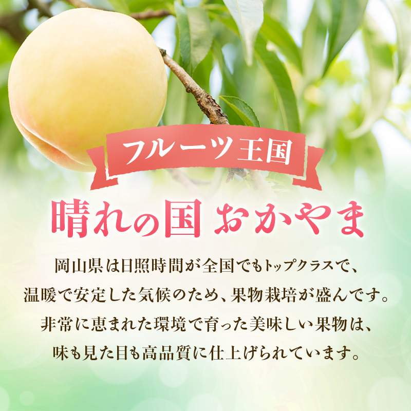 【2026年先行受付】 白桃 特秀 ロイヤル 大玉 晩生品種 約4kg(8～15玉) 岡山県産 桃 もも モモ 御中元 ギフト 御礼 プレゼント 御礼 御祝 御供 果物 くだもの フルーツ