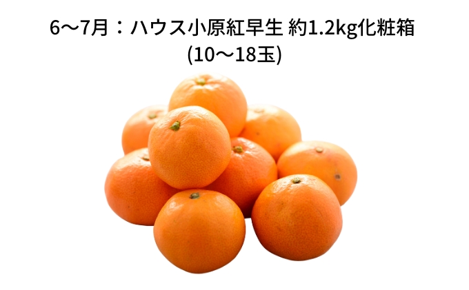 【 小豆島 】【6回お届け】土庄町 旬の果実 定期便 6回