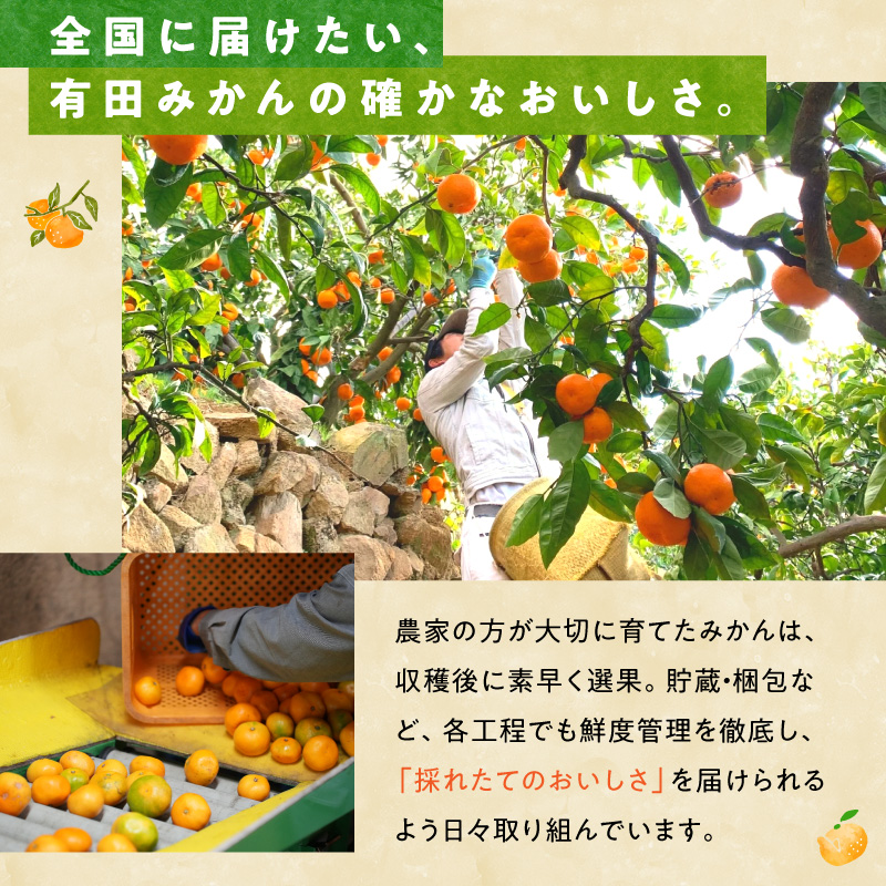 MK1050_みかん 山から直送 箱込 1kg ( 内容量 0.9kg ) 鮮度優先ごろごろ規格 和歌山県産 産地直送 【みかんの会】