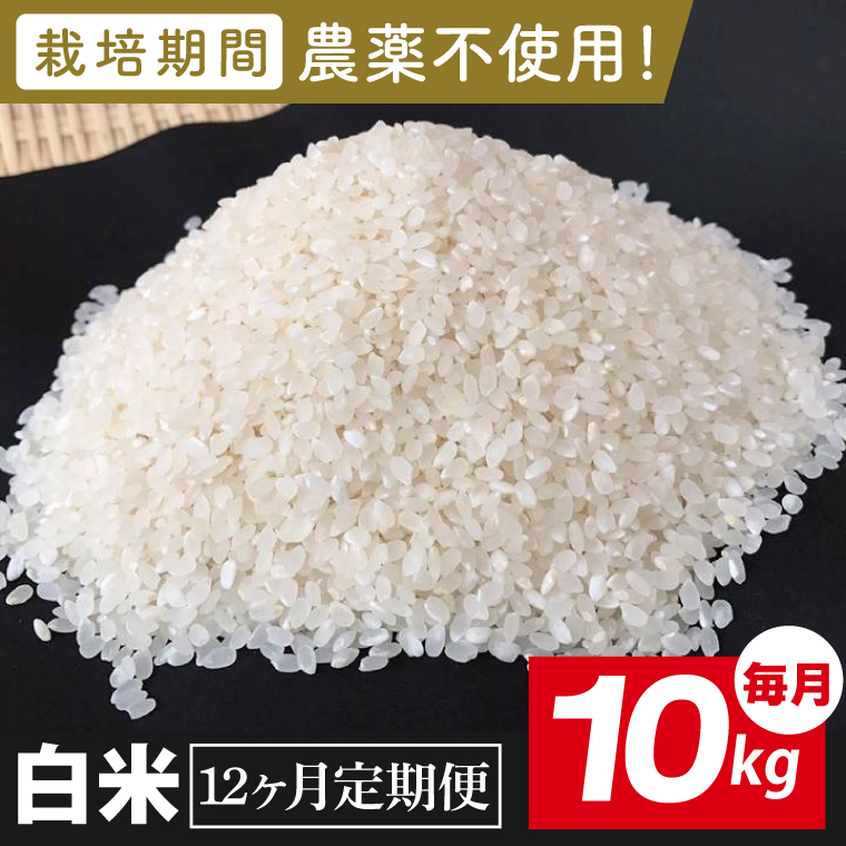【2026年9月中旬発送開始】【12ヶ月定期便】★栽培期間農薬不使用★茨城県産 R８年産 こしひかり白米 10kg｜茨城県 行方市 ふるさと納税 お米 米 定期便 こしひかり 白米 無農薬（BI-105）