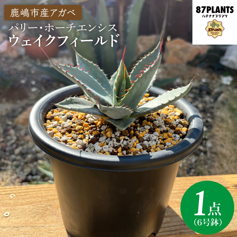 アガベ　パリー・ホーチエンシス『ウェイクフィールド』【観葉植物 自然 お庭 インテリア 多肉 アガベ 6号 鉢 ナチュラル 鹿嶋市産 実生】（KCP-8-b）