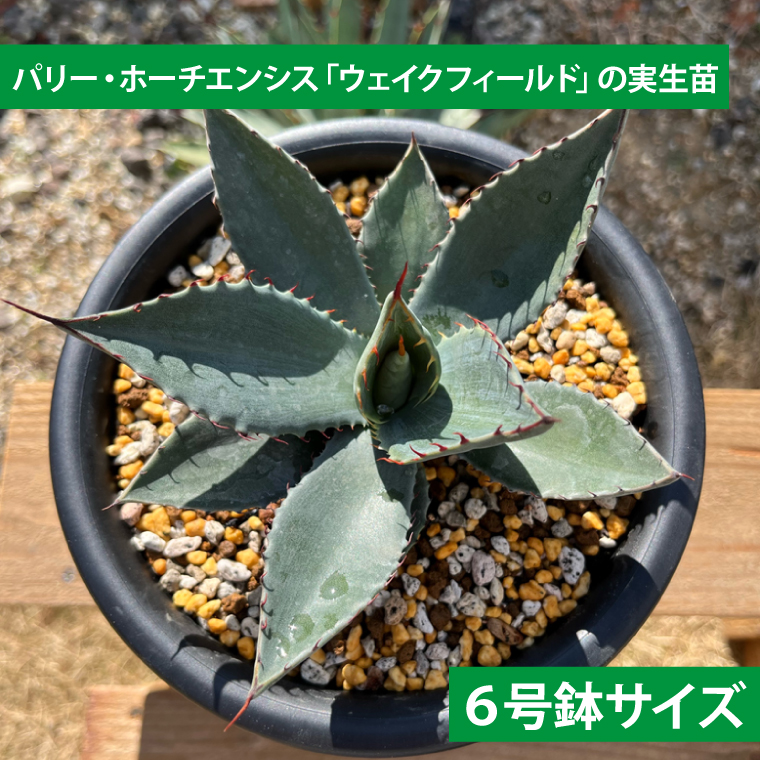 アガベ　パリー・ホーチエンシス『ウェイクフィールド』【観葉植物 自然 お庭 インテリア 多肉 アガベ 6号 鉢 ナチュラル 鹿嶋市産 実生】（KCP-8-b）