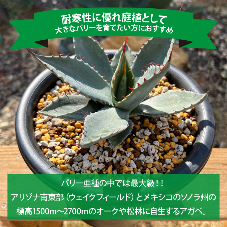 アガベ　パリー・ホーチエンシス『ウェイクフィールド』【観葉植物 自然 お庭 インテリア 多肉 アガベ 6号 鉢 ナチュラル 鹿嶋市産 実生】（KCP-8-b）