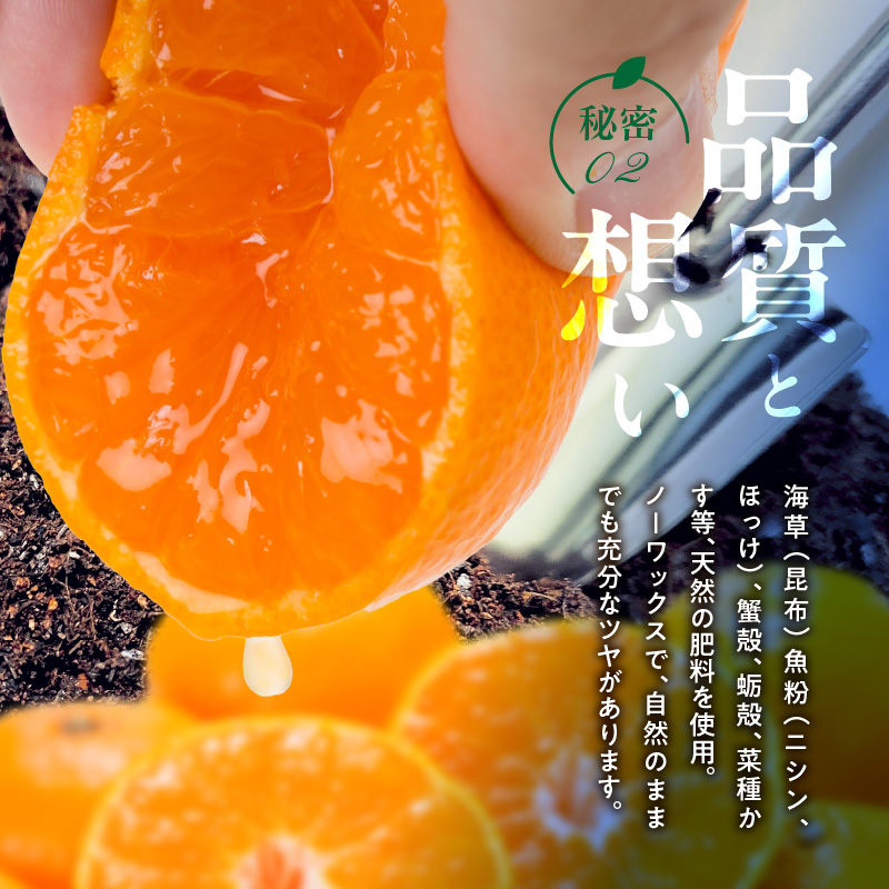 V7444_【2026年先行予約】田村みかん／特選ギフト品10kg【Sサイズ】赤秀