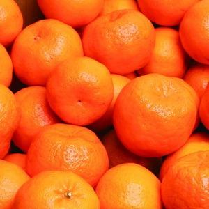 ＜1月より発送＞厳選 ポンカン1kg+250g（傷み補償分） ※北海道・沖縄・離島への配送不可 ※2026年1月下旬～2月下旬頃に順次発送予定