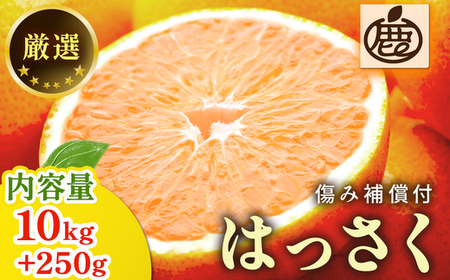 ＜1月より発送＞厳選 はっさく10kg+250g（傷み補償分） ｜ 八朔みかん ハッサク