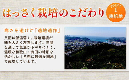 ＜4月より発送＞家庭用 樹上完熟はっさく10kg+250g（傷み補償分）有田の春みかん・五月八朔・さつきはっさく・木生りはっさく・きなりはっさく【光センサー選別】訳あり