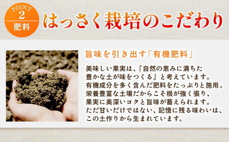 ＜4月より発送＞家庭用 樹上完熟はっさく10kg+250g（傷み補償分）有田の春みかん・五月八朔・さつきはっさく・木生りはっさく・きなりはっさく【光センサー選別】訳あり