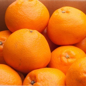 ＜2月より発送＞家庭用 はるみ10kg+250g（傷み補償分）｜わけあり・訳あり　デコポンの姉妹品種・新食感春みかん【光センサー選別】