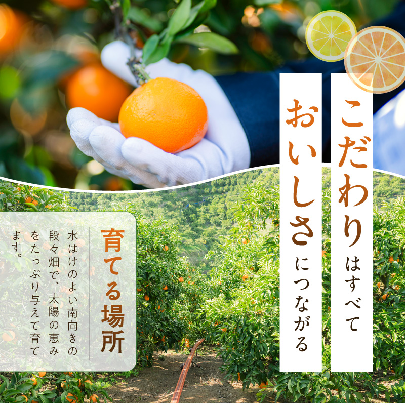 ZE6482_Y_【直営限定】【2026先行予約】有田みかん 1kg 秀品（S～L