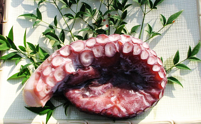 丸々太ったボイルタコ 1本 魚貝類 たこ タコ 茹で 刺身 たこ焼き 炒め物 酢の物 フライ 天ぷら 冷凍 日本海産 惣菜 日本酒 肴 珍味 ご飯のお供 日本酒 お取り寄せ 食品 食べ物 おつまみ 贈り物 プレゼント 家庭用 自宅用 送料無料 シーフード 