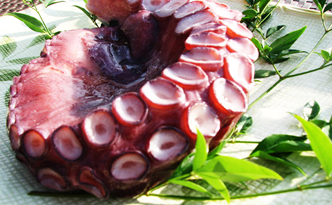 丸々太ったボイルタコ 1本 魚貝類 たこ タコ 茹で 刺身 たこ焼き 炒め物 酢の物 フライ 天ぷら 冷凍 日本海産 惣菜 日本酒 肴 珍味 ご飯のお供 日本酒 お取り寄せ 食品 食べ物 おつまみ 贈り物 プレゼント 家庭用 自宅用 送料無料 シーフード 