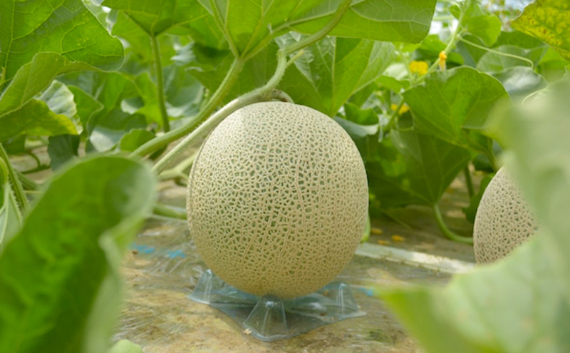 令和8年産】富良野 高糖度 赤肉メロン 1玉 約1.8kg ～ 2.3kg うっちー