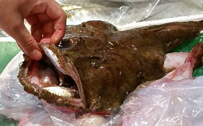 【京都府宮津市】鮮度抜群!魚屋のアンコウ 魚介類 鍋セット 海鮮鍋 切り身 1kg 新鮮 海鮮 ギフト 冬 鍋 鍋セット海鮮鍋