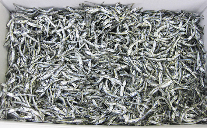 京都府産 特選 じゃこ煮干し 220g × 5袋 カタクチイワシ 煮干 自宅用 家庭用 業務用 大容量 だし 出汁 魚貝類 干物 魚 カタクチイワシ 