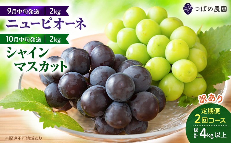 2026年 早期受付 ぶどう シャインマスカット 約2kg（3～4房）岡山県