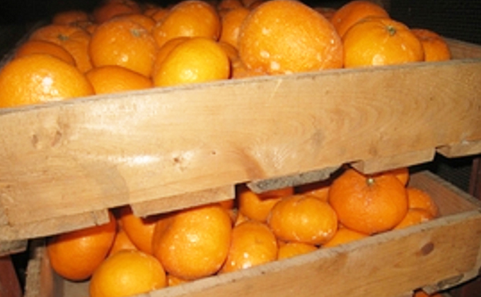 南濃丸川みかん 5kg 果物類 柑橘類 ミカン くだもの フルーツ 