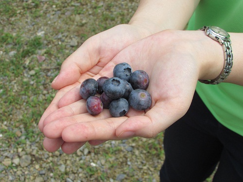 ブルーベリーリキュール1本 洋酒 リキュール類 お酒 