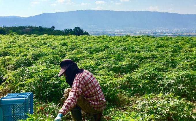 福岡県朝倉市のふるさと納税 ★希少★日本山人参茶（ティーパック） 飲料類 お茶 野菜/人参