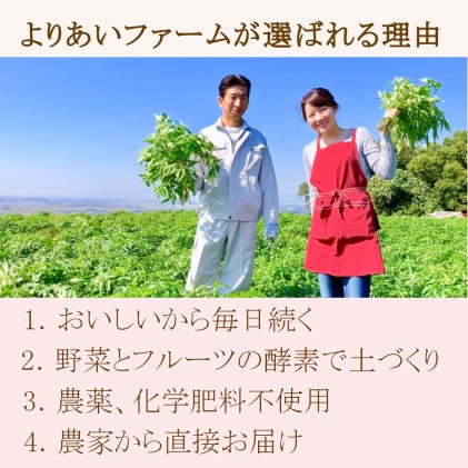 ふるさと納税・★希少★日本山人参茶＆パウダーで健康に！ティーバッグ30包×2袋・パウダー40g×3袋・農薬不使用・飲料類・お茶・野菜・人参・抹茶・ヨーグルト・ハーブの力・化学肥料不使用