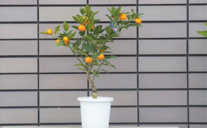 寧波金柑の苗木 きんかん ガーデニングショップ四季の里  観葉植物 甘み 香り 