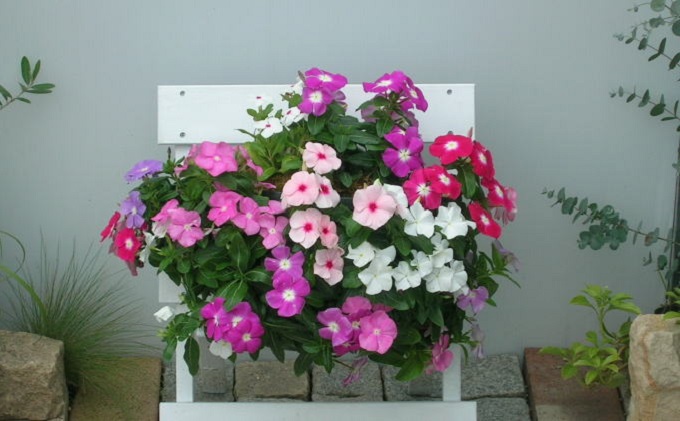 花 季節のお花でハンキングバスケット ピンク系 植物 ガーデニング ガーデン インテリア 