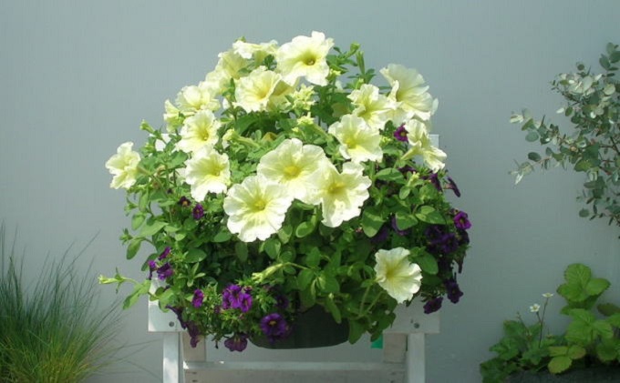 花 季節のお花でハンキングバスケット グリーン・ホワイト・ブルー系 植物 ガーデニング ガーデン インテリア 